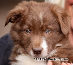 Red and White female, Smooth to medium coat, border collie puppy